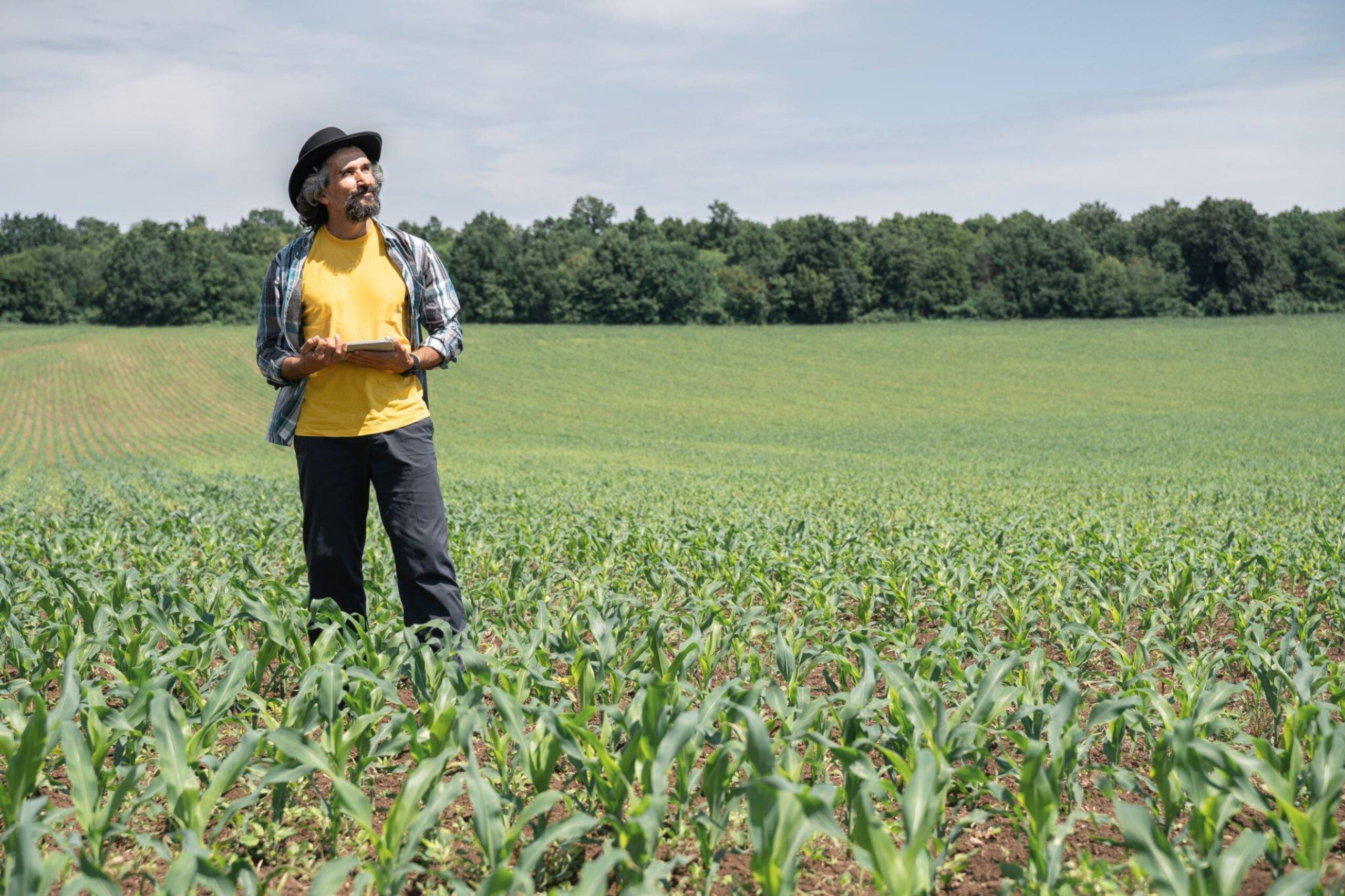 Thai Baby Corn Farmer